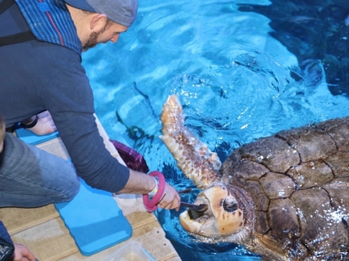 Adventure Aquarium in Camden