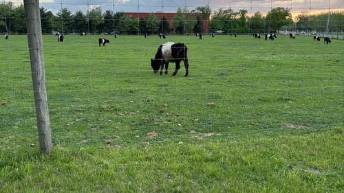 Henry Family Farm Canbury