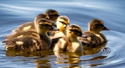 Ducklings generic