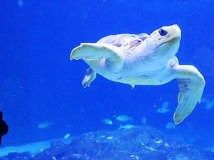 N.J. woman sues Adventure Aquarium after being injured on class trip